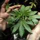 Image for article titled Debunking this week's hottest pot myths point-by-point